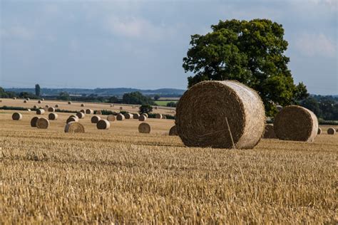 Straw Bales Free Stock Photo - Public Domain Pictures