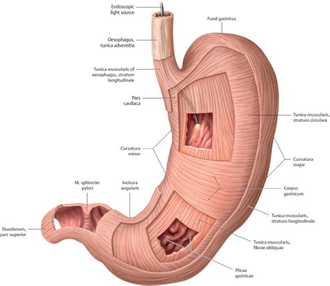 Organs of the Digestive System and their Neurovasculature ...