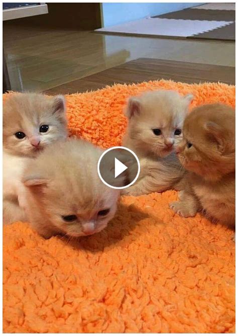 Are these the most beautiful cats in the world? #cute #kitten #Cat ...