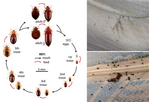 How to Prevent Bed Bugs | Bed Bug Prevention Steps - DoMyOwn.com