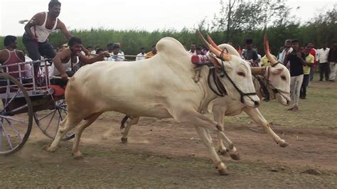 One minute Bullock Cart race at Navalgi | Biggest in South India # part 2 - YouTube