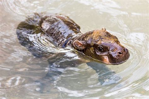 Photos: New Baby Pygmy Hippo Holly Berry Tampa Lowry Park Zoo