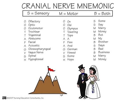 Cranial Nerve Mnemonic | Cranial nerves mnemonic, Medical school studying, Nurse