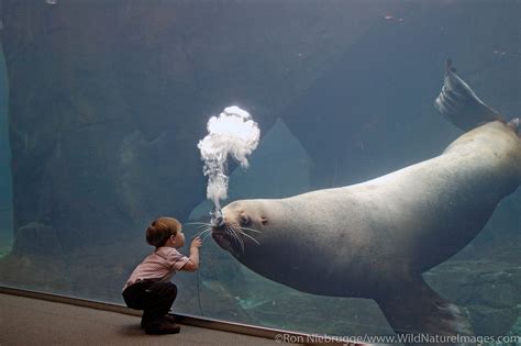 Alaska SeaLife Center | Photos by Ron Niebrugge