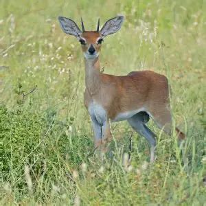 Steenbok - Facts, Diet, Habitat & Pictures on Animalia.bio