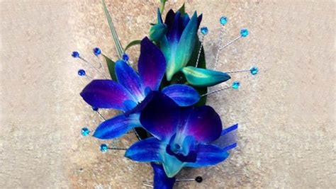 Meaning of Blue Orchid Flower | Blue orchid flower, Orchid meaning, Orchids