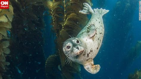 A playful harbor seal pup waves hi to Marla Matin near San Clemente ...