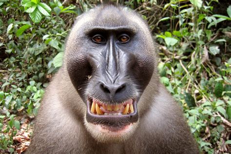 Why Do Monkeys Smack Their Lips | Lipstutorial.org