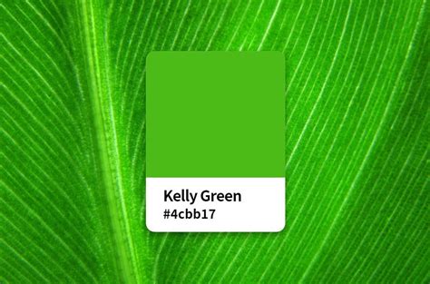 Everything About Kelly Green Color: Color Meaning, Hex Code, Symbolism