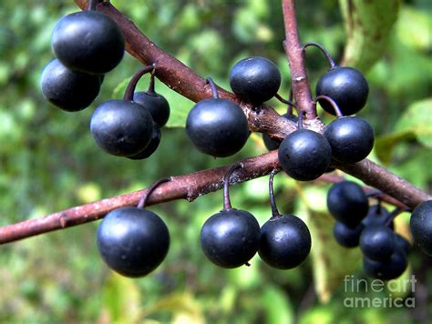 Buckthorn Berries Photograph by Scimat - Fine Art America