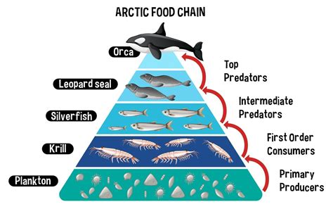 Diagram showing Arctic food chain for education 2776054 Vector Art at Vecteezy