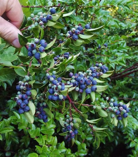 Evergreen Huckleberry / Vaccinium ovatum | Taman buah, Buah, Ilustrasi