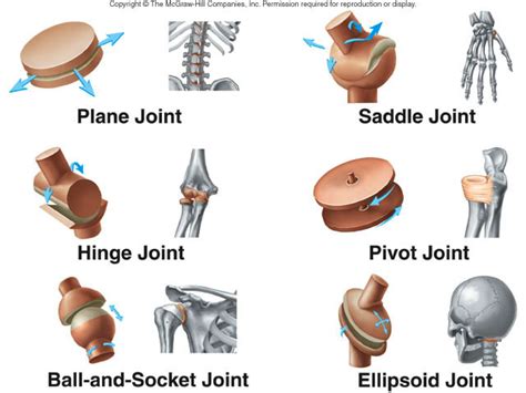 Biomechanics - Anatomy & Physiology