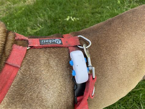 Tractive GPS Pet Tracker Review - How Does this Affordable Dog Tracking ...