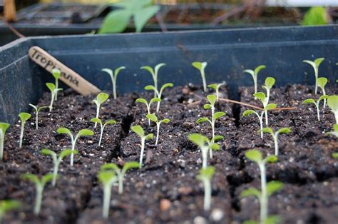 Lettuce seedlings | Greenhouse plants, Seeds, Edible garden