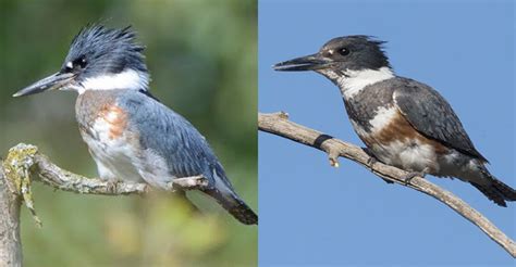 Belted Kingfisher Male Vs Female - The Worlds Rarest Birds