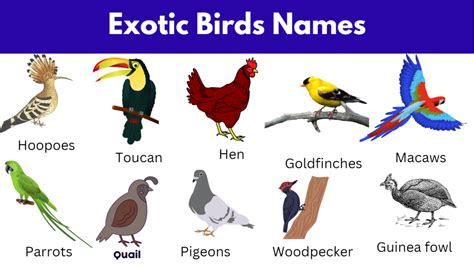 Exotic Birds Names And Pictures | PDF - GrammarVocab