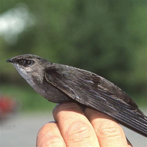 Chimney Swift Migration - Owl Creek Conservancy