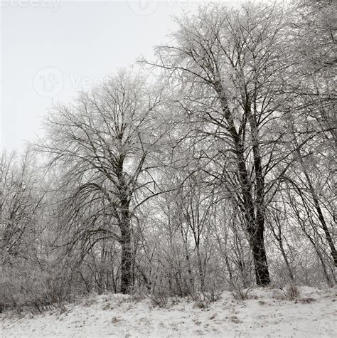 Photographed winter forest 9722005 Stock Photo at Vecteezy