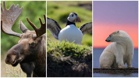 The 5 most iconic Canadian animals | Nature of Things