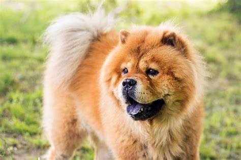 9 Dogs That Look Like Bears — Bear Dog Breed