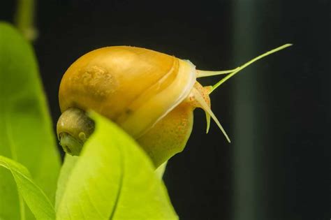 Mystery Snail Care Guide & Species Profile | Fishkeeping World