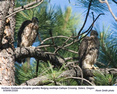 Northern Goshawk - East Cascades Audubon Society