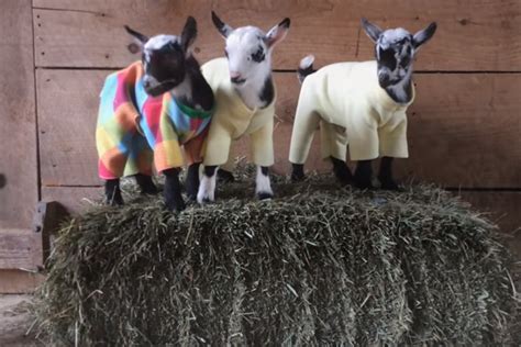 Baby Goats from Maine…in Pajamas! [VIDEO]