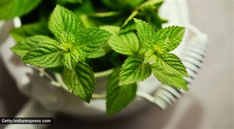 Does peppermint worsen acid reflux? | Health News - The Indian Express