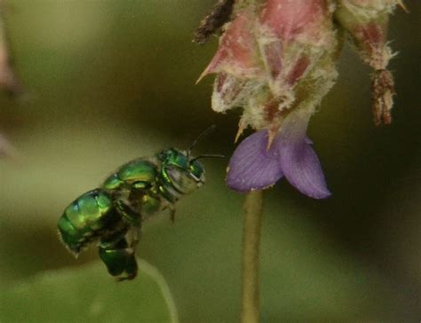 Gênero Euglossa Tribo Euglossini em flor de bromélia | Flickr