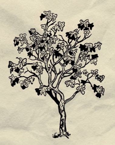 Fig tree | Sleeve tattoos, Tattoo themes, Cute tattoos