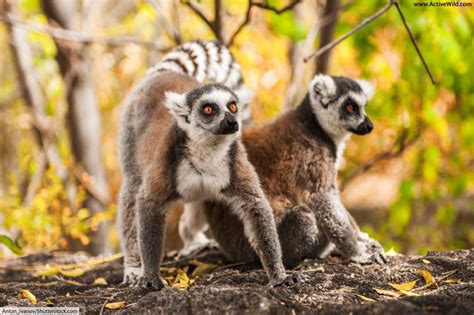 Ring Tailed Lemur Facts, Pictures, Information & Video. Discover An Endangered Primate From ...