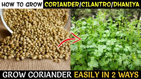 Coriander Seeds For Planting