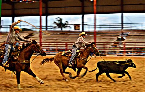 Rodeo Calf Roping Photograph by Allan Einhorn