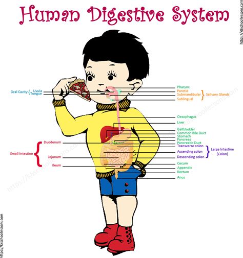 Digestive System for Kids | Human Digestive System | Human Body Facts