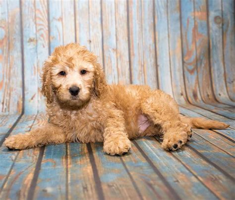 Small Poodle Mixes - 22 Adorable, Curly Poodle Mix Dogs