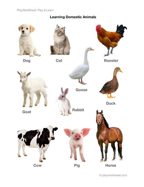 Domestic Animals Chart