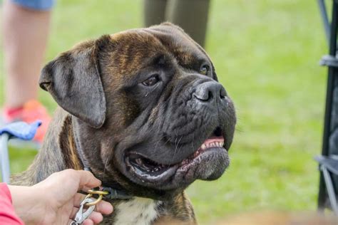 Bullmastiff Colors: A Handy Guide To Bullmastiff Coat Colors