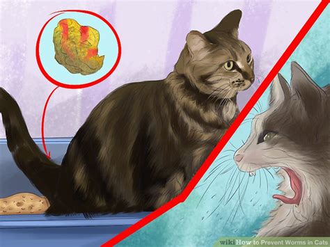 How to Prevent Worms in Cats: 14 Steps (with Pictures) - wikiHow