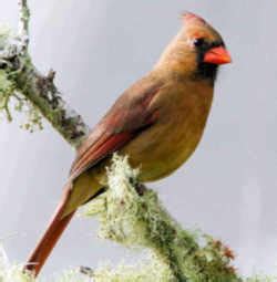 Kentucky State Bird: Cardinal - Redbird (Cardinalis cardinalis)