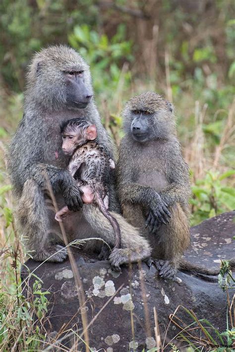 Rare White Baboon in Arusha National Park – Travel Fanatical