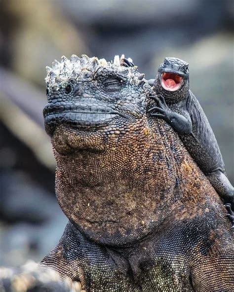 🔥 Baby iguana hanging out with its mom 🔥 : NatureIsFuckingLit Baby Animals, Funny Animals, Cute ...