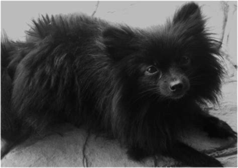 Chihuahua Mixed With Pomeranian Black - Pets Lovers