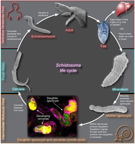 The schistosome life cycle. The various stages of the schistosome life... | Download Scientific ...