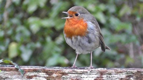 Red Breasted Robin - Friendly Garden Visitors