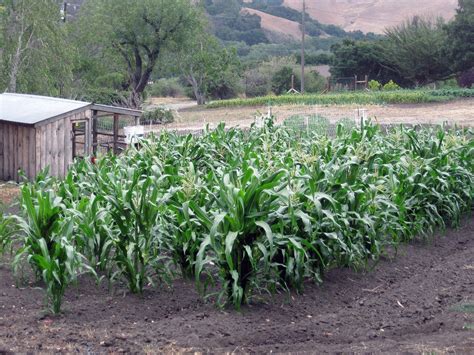 Could desert crops become the new sustainable dinner?