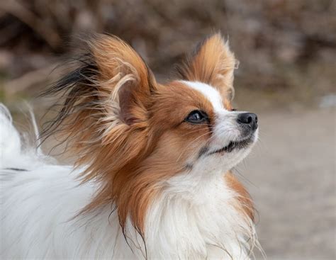 Papillon Haircuts: Photos of Haircut Styles Plus Tips for Bathing