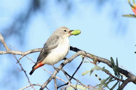 Mistletoes: Hanging on despite an unwarranted reputation - Land for Wildlife