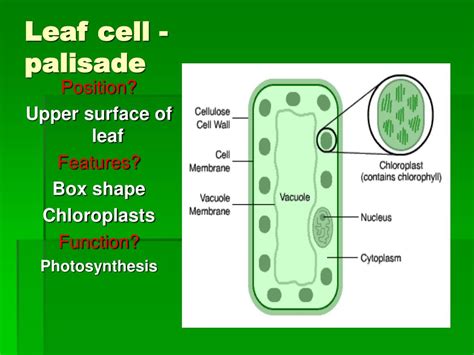 PPT - Plants PowerPoint Presentation, free download - ID:475940