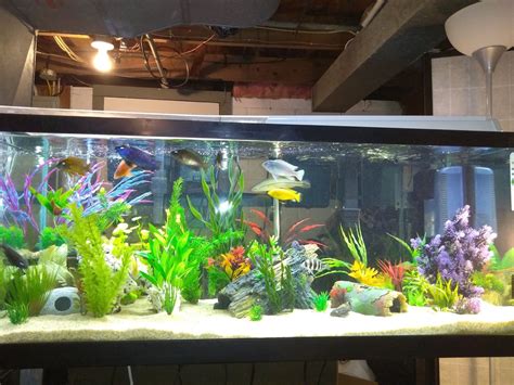 Photo #1 - My 75g Cichlid Tank, Any Suggestions?